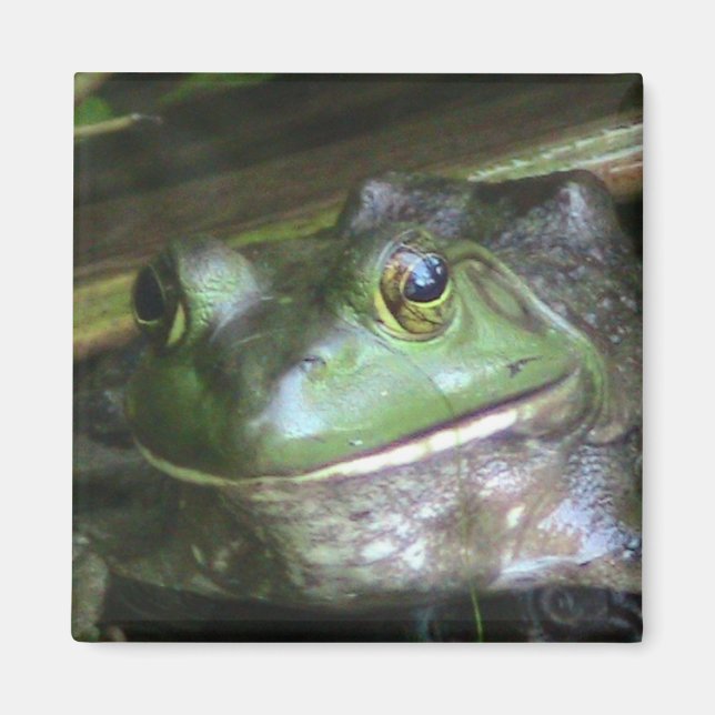 American Bullfrog Magnet (Framsidan)