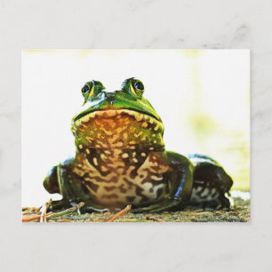 American Bullfrog Poserar Vykort