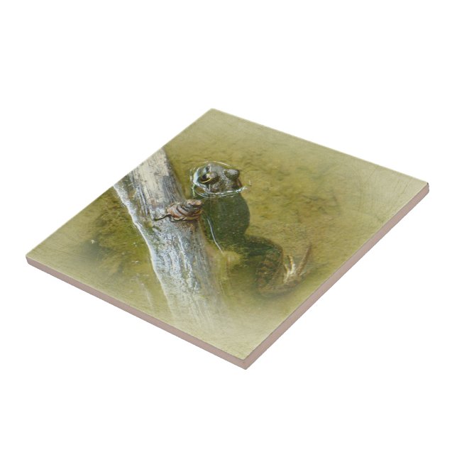 American Bullfrog - Rana catesbeiana Kakelplatta (Sidan)