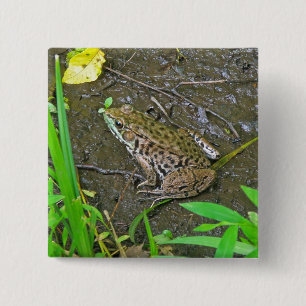 American Bullfrog - Rana catesbeiana Knapp