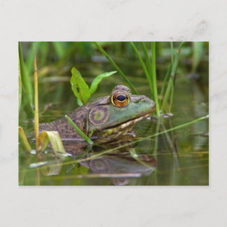 American Bullfrog Vykort