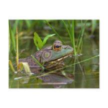 American Bullfrog