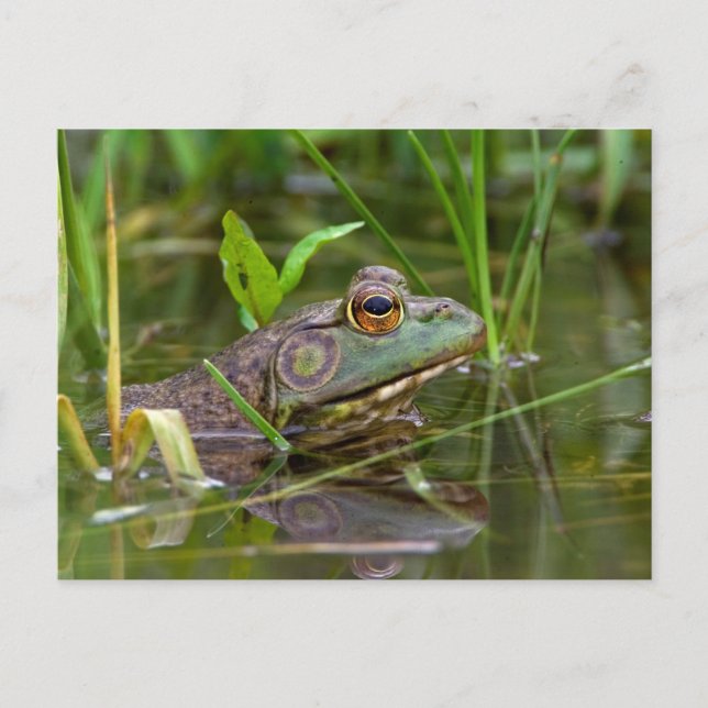 American Bullfrog Vykort (Framsida)
