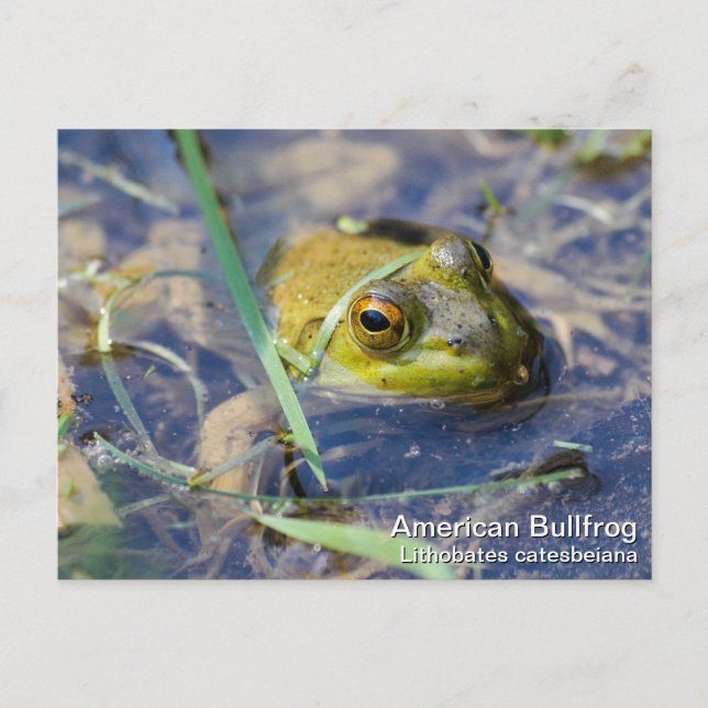 American Bullfrog Vykort (Framsida)