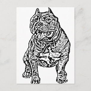 American Bully Hund Vykort