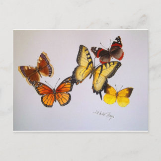 American Butterflies Postcard Vykort