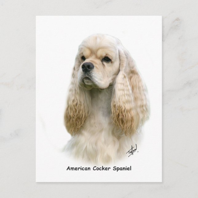 American Cocker Spain 9Y244D-035 Vykort (Framsida)