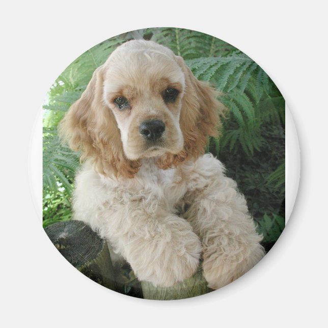 American Cocker Spain Hund och Grönt Fern Magnet (Framsidan)