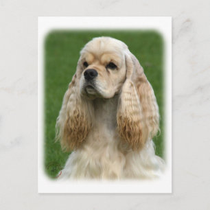 American Cocker Spaniel 9Y244D-035_2 Vykort
