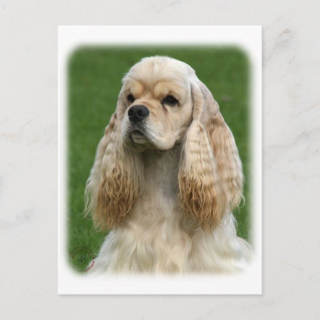 American Cocker Spaniel 9Y244D-035_2 Vykort (Framsida)
