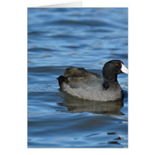 American Coot Hälsningskort
