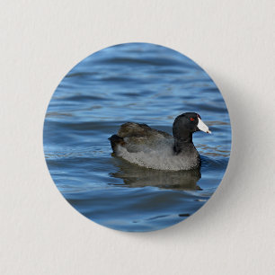 American Coot Knapp