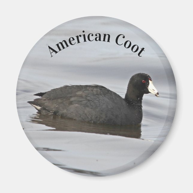 American Coot Magnet (Framsidan)
