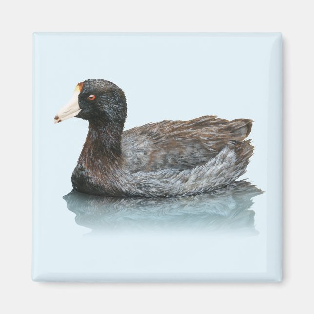 American Coot Magnet (Framsidan)