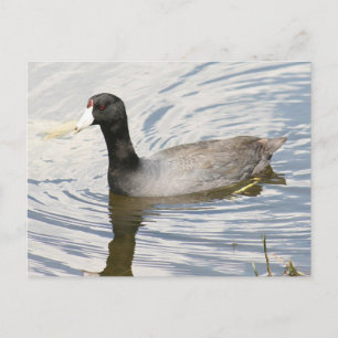 American Coot Photo Postcard Vykort