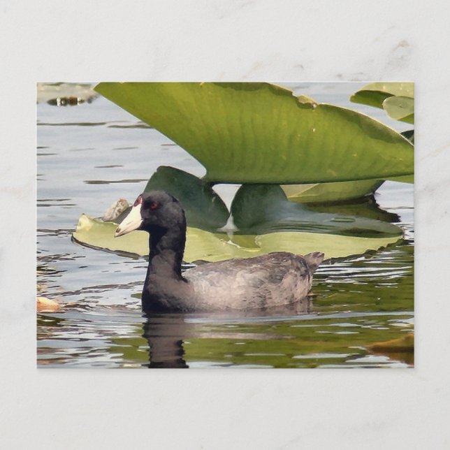 American Coot Photo Postcard Vykort (Framsida)