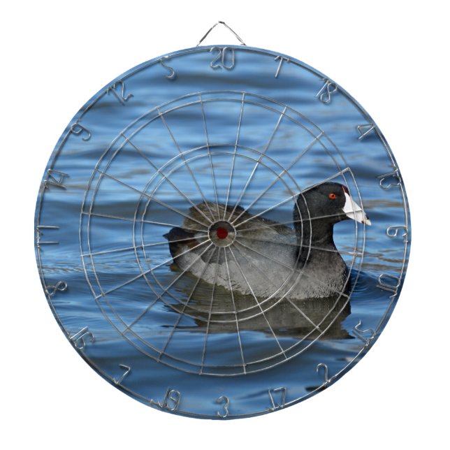 American Coot Piltavla (Framsidan)