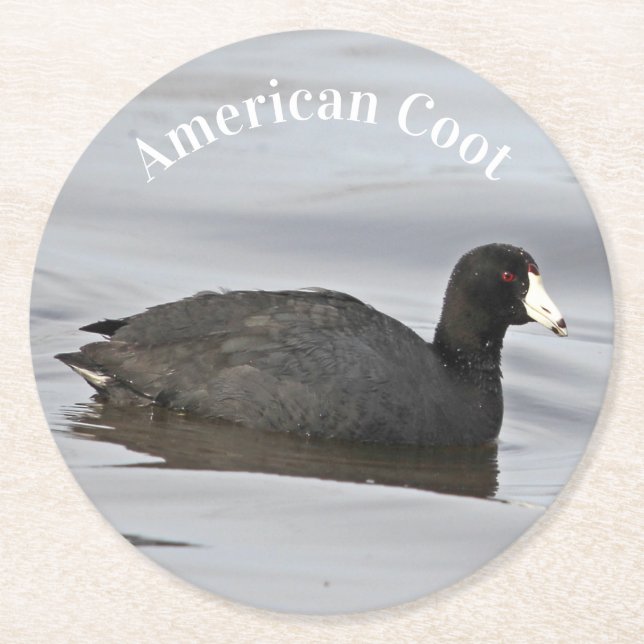 American Coot Underlägg Papper Rund (Framsidan)