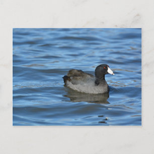 American Coot Vykort