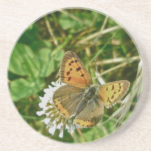 American Copper Butterfly Underlägg (Framsidan)