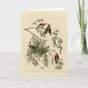 American Crossbill från Audubon's Birds of America Kort