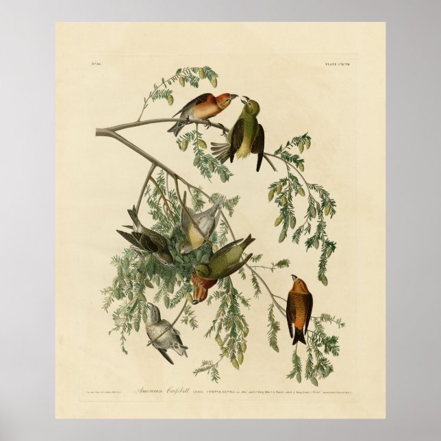American Crossbill från Audubon's Birds of America Poster (Framsidan)