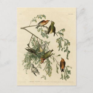 American Crossbill från Audubon's Birds of America Vykort