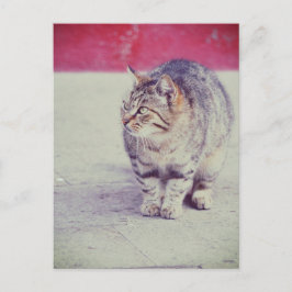American Curl Cat Venice Italien Europe Vykort
