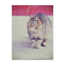 American Curl Cat Venice Italien Europe