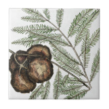 American Cypress eller Bald Cypress Träd Vintage A