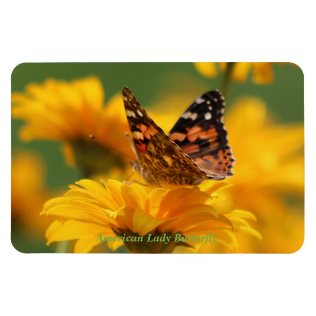 American Dam Butterfly Magnet (Horisontell)