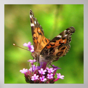 American Dam Butterfly Poster