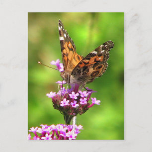 American Dam Butterfly Vykort