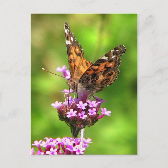 American Dam Butterfly Vykort (Framsida)
