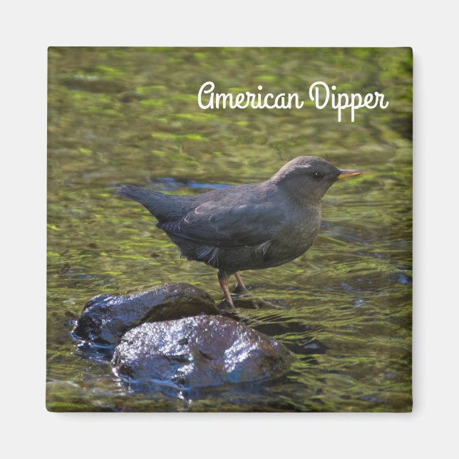 American Dipper Magnet (Framsidan)