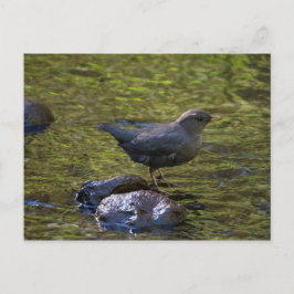 American Dipper Vykort