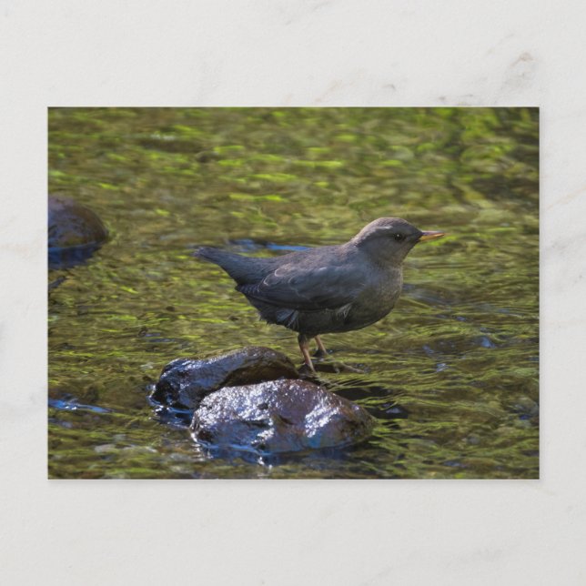 American Dipper Vykort (Framsida)