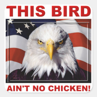 American Eagle Ain't No Chicken Sticker Klistermär Fyrkantigt Klistermärke