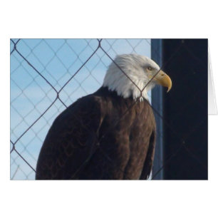 American Eagle Välkomstkort Hälsningskort
