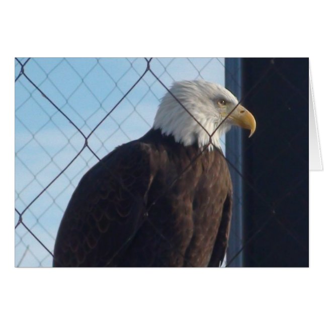 American Eagle Välkomstkort Hälsningskort (Framsidan Horizontal)