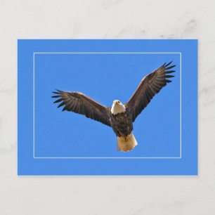 American Eagle Vykort