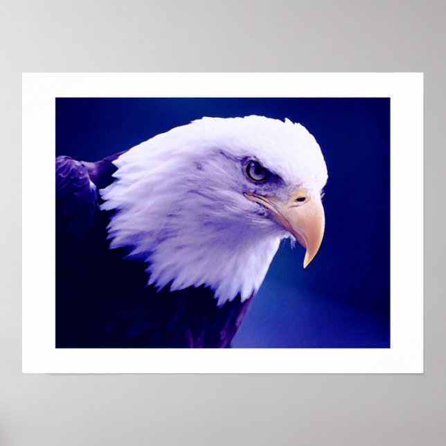 American Eagles - Örn Poster Prints (Framsidan)