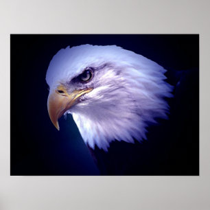 American Eagles - Örn Poster Prints