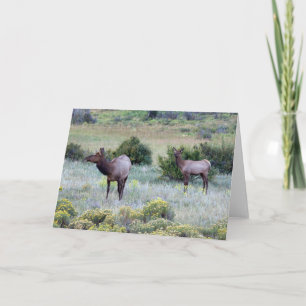 American Elk   Colorado Kort