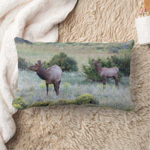 American Elk Colorado Lumbarkudde