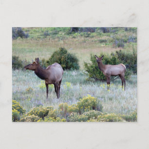 American Elk   Colorado Vykort
