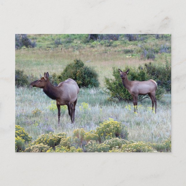 American Elk | Colorado Vykort (Framsida)