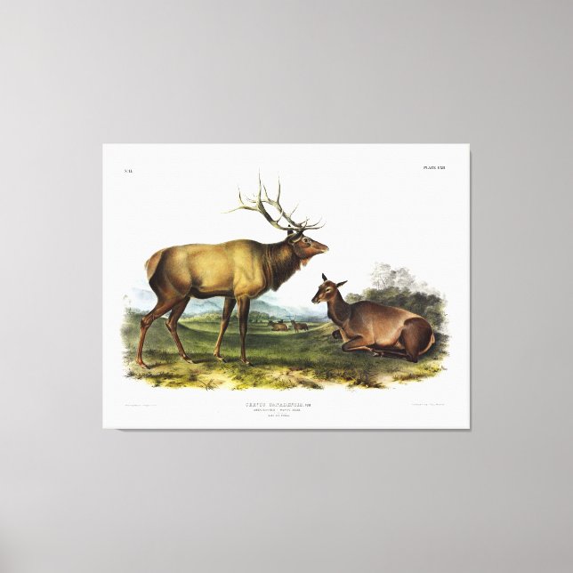 American Elk, eller Wapiti Hjort av Audubon Canvastryck (Framsida)