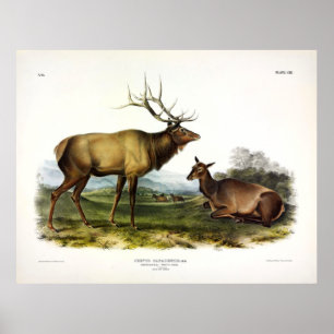 American Elk, eller Wapiti Hjort av Audubon Poster