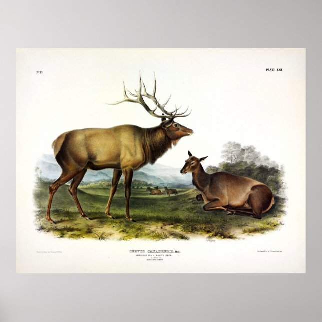 American Elk, eller Wapiti Hjort av Audubon Poster (Framsidan)